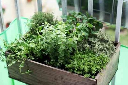 4 Rare Herbs to Add to Your Garden